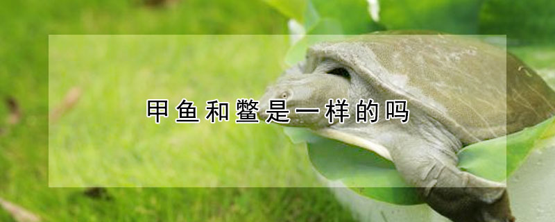 甲魚和鱉是一樣的嗎