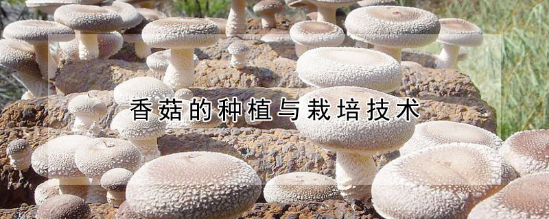 香菇的種植與栽培技術