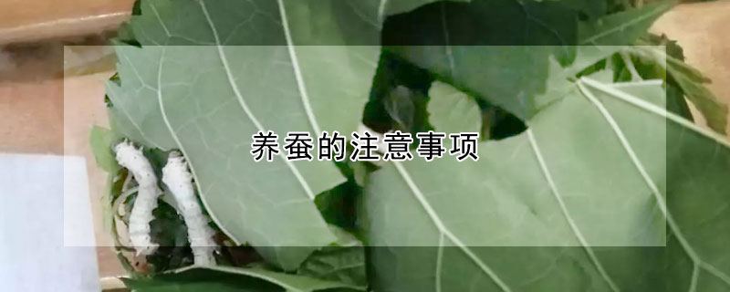 養(yǎng)蠶的注意事項(xiàng)