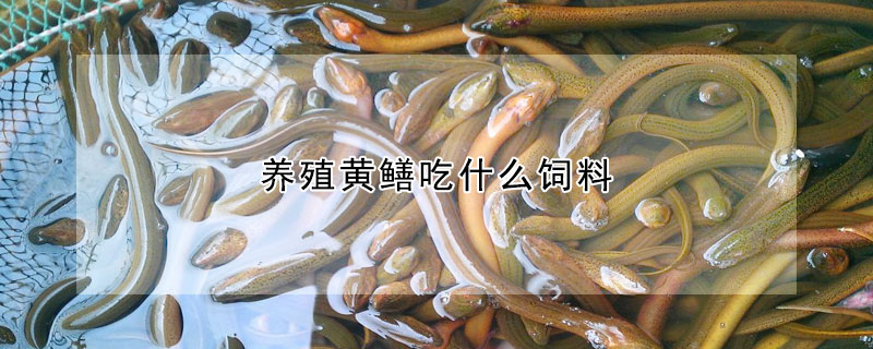 養(yǎng)殖黃鱔吃什么飼料