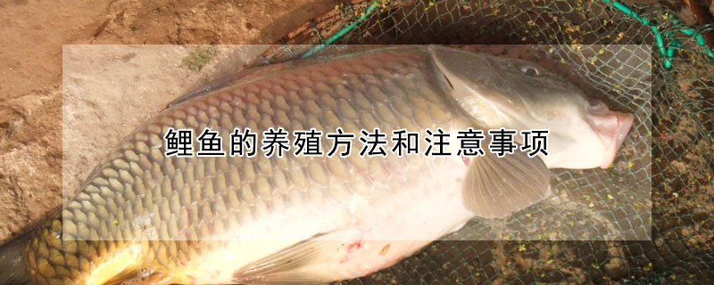 鯉魚的養(yǎng)殖方法和注意事項(xiàng)