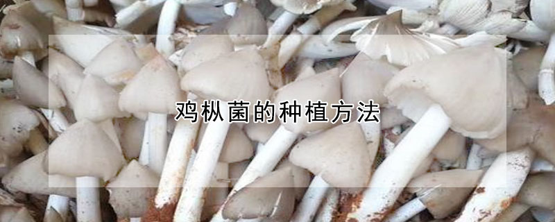 雞樅菌的種植方法