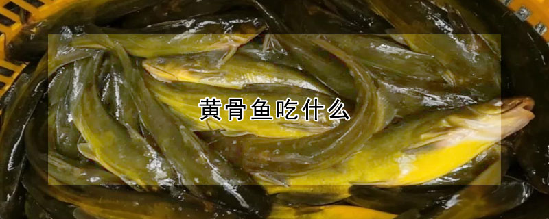 黃骨魚吃什么