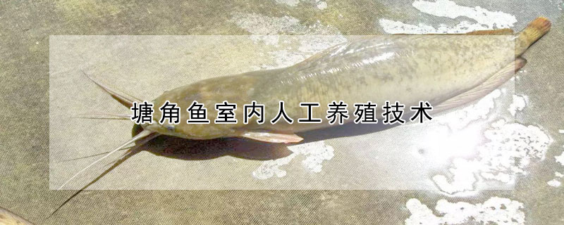 塘角魚室內(nèi)人工養(yǎng)殖技術(shù)