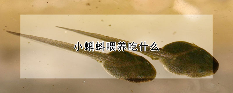 小蝌蚪喂養(yǎng)吃什么