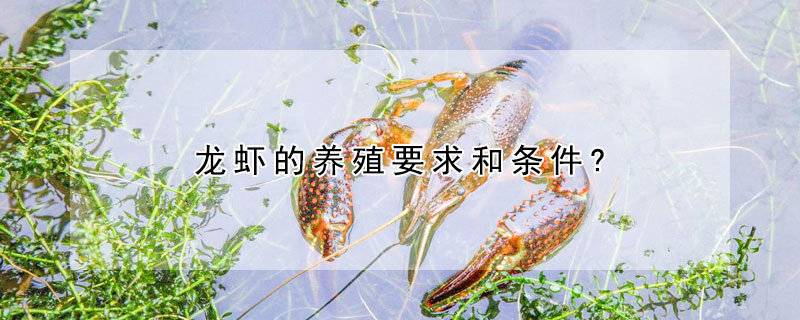 龍蝦的養(yǎng)殖要求和條件?