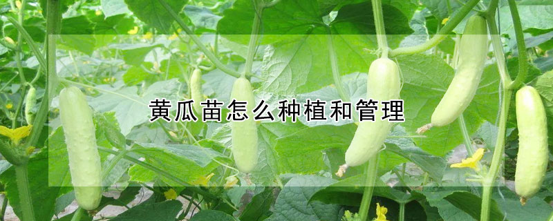 黃瓜苗怎么種植和管理