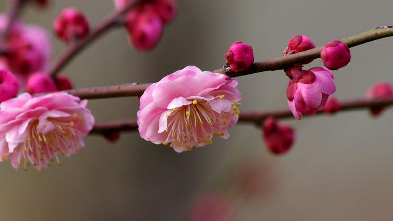 冬天有什么花開