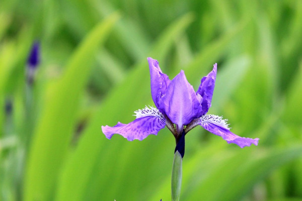 鳶尾花花語