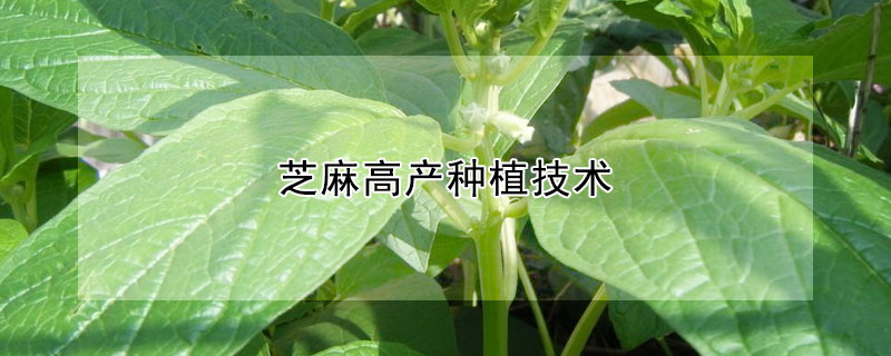 芝麻高產(chǎn)種植技術(shù)