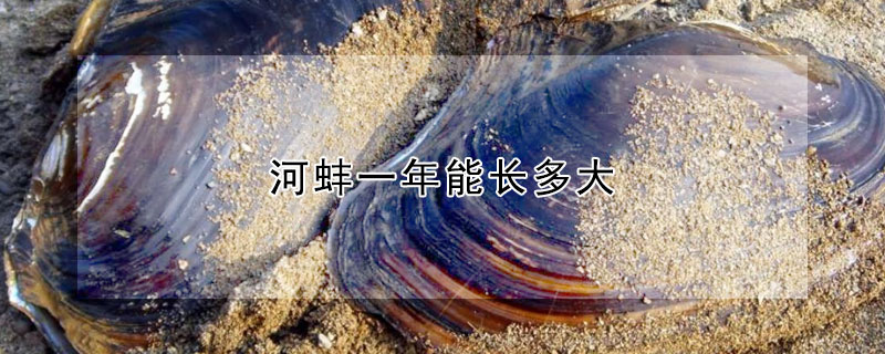 河蚌一年能長(zhǎng)多大