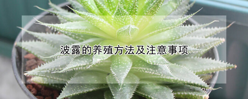 波露的養(yǎng)殖方法及注意事項(xiàng)