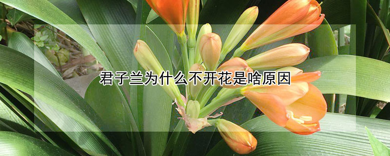 君子蘭為什么不開花是啥原因