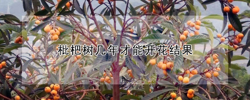 枇杷樹幾年才能開花結果