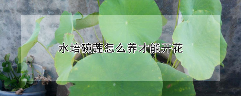 水培碗蓮怎么養(yǎng)才能開花