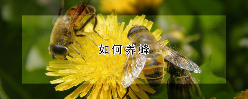 如何養(yǎng)蜂