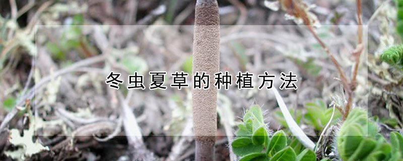 冬蟲(chóng)夏草的種植方法