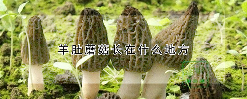 羊肚蘑菇長在什么地方