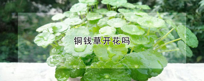 銅錢草開花嗎