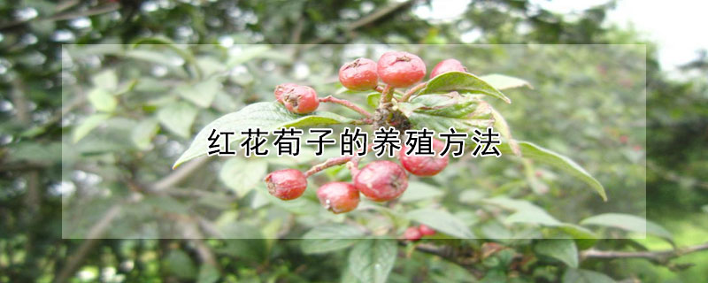 紅花荀子的養(yǎng)殖方法