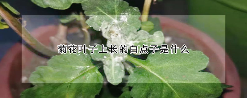 菊花葉子上長的白點子是什么