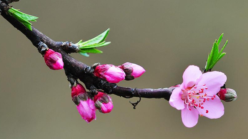 桃花什么時候開