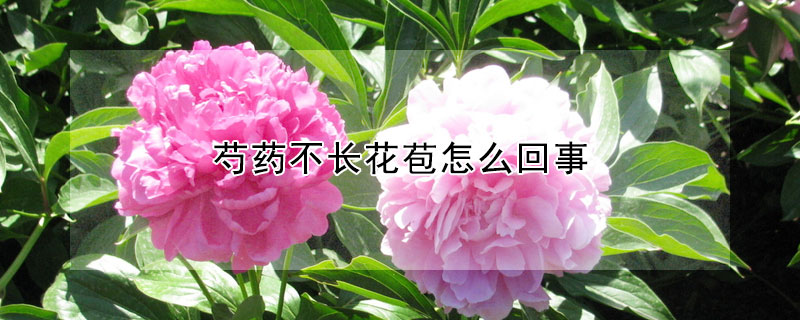 芍藥不長花苞怎么回事