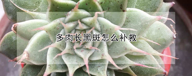 多肉長黑斑怎么補(bǔ)救