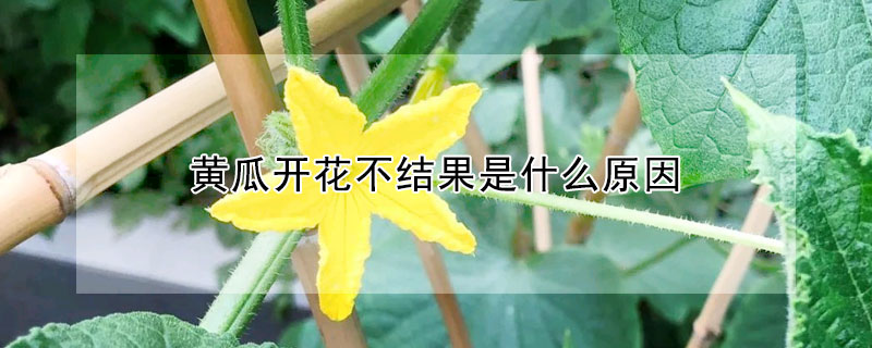 黃瓜開花不結果是什么原因