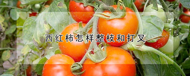 西紅柿怎樣整枝和打叉