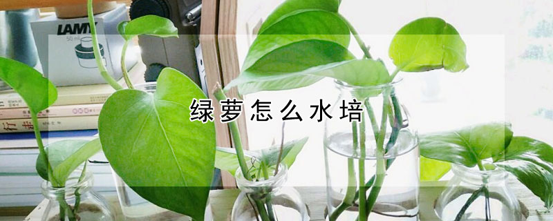 綠蘿怎么水培