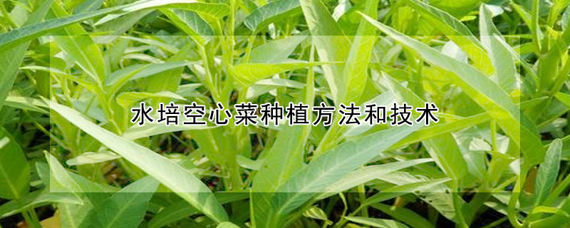 水培空心菜種植方法和技術(shù)