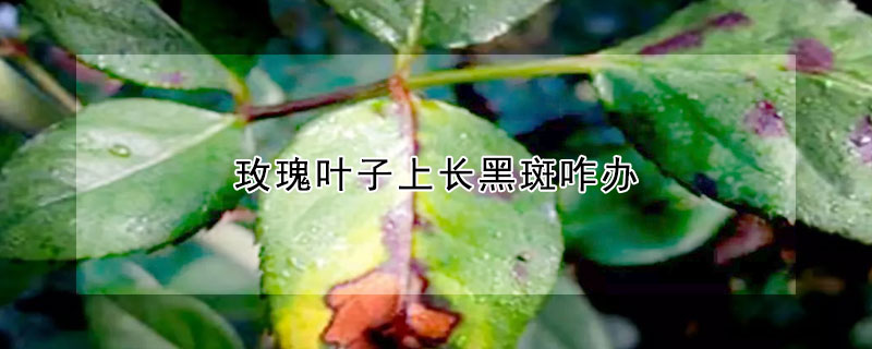 玫瑰葉子上長(zhǎng)黑斑咋辦