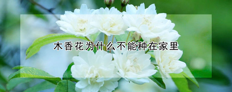 木香花為什么不能種在家里