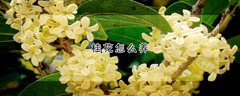 桂花怎么養