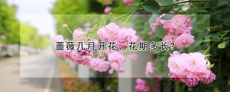 薔薇幾月開花、花期多長?