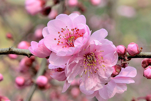 櫻花的花語(yǔ)