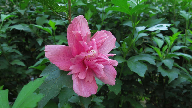 木槿花花語