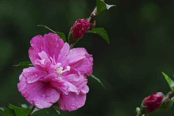 木槿花花語