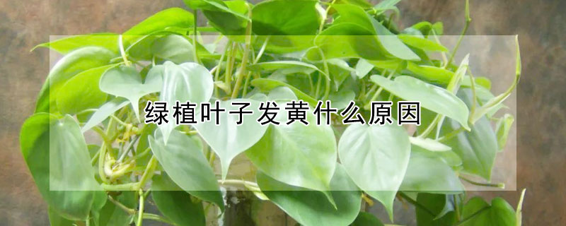 綠植葉子發黃什么原因