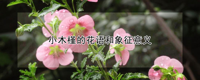 小木槿的花語和象征意義