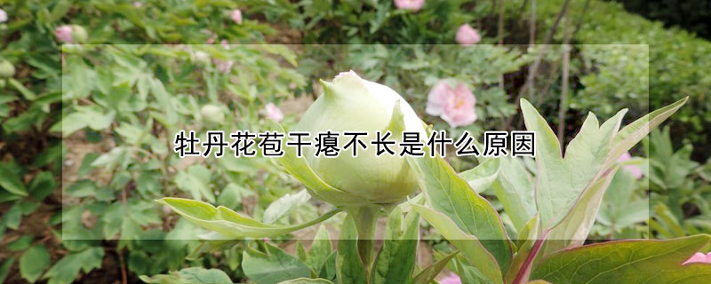 牡丹花苞干癟不長(zhǎng)是什么原因