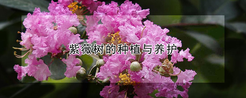 紫薇樹的種植與養(yǎng)護