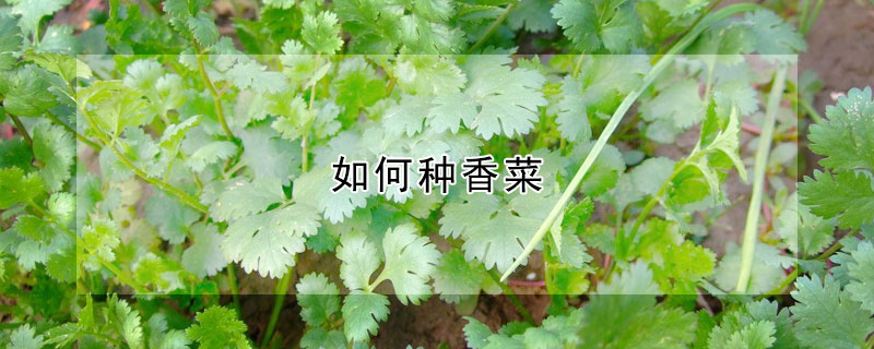 如何種香菜