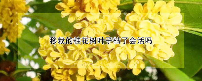 移栽的桂花樹葉子枯了會(huì)活嗎