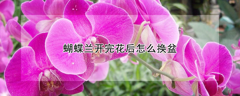 蝴蝶蘭開完花后怎么換盆