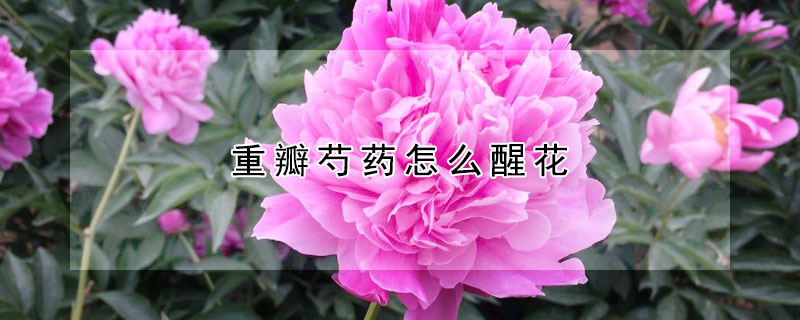 重瓣芍藥怎么醒花