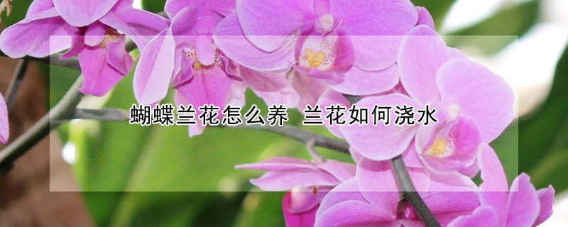 蝴蝶蘭花怎么養(yǎng) 蘭花如何澆水