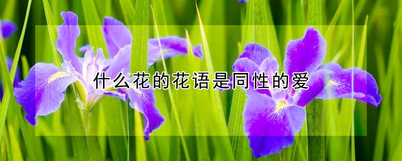 什么花的花語是同性的愛