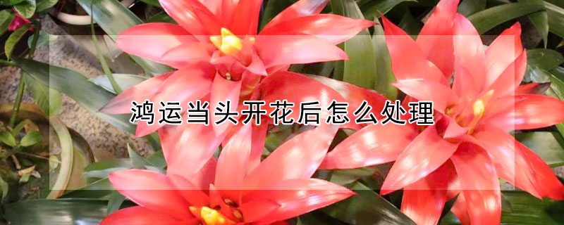 鴻運當(dāng)頭開花后怎么處理